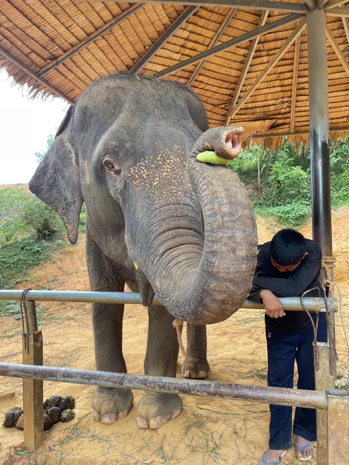Elefant mir Gurke.jpeg