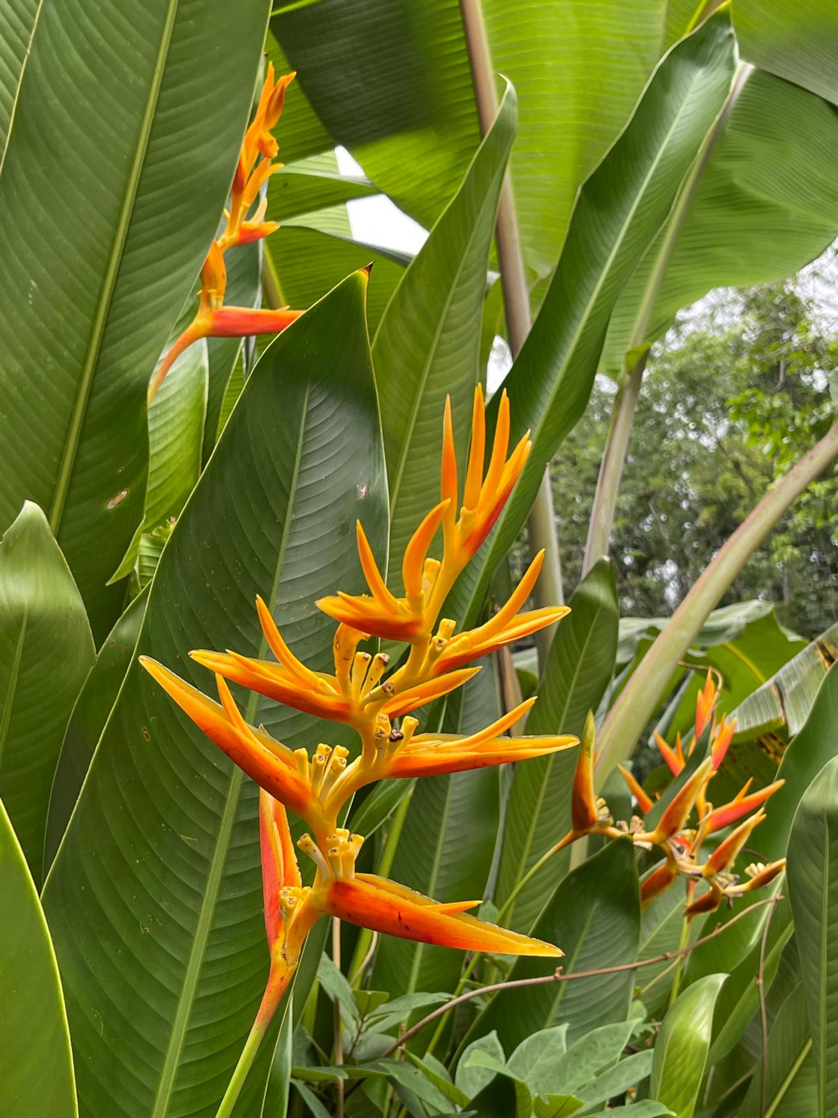 Ylang Ylang.jpeg