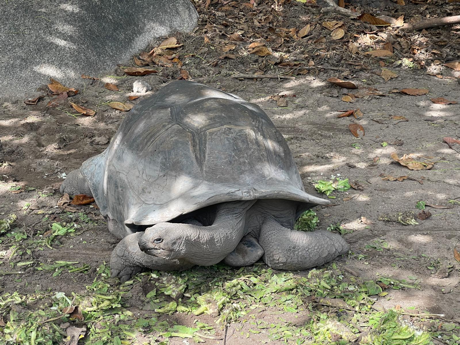La Digue Reisenschildkröte.jpeg