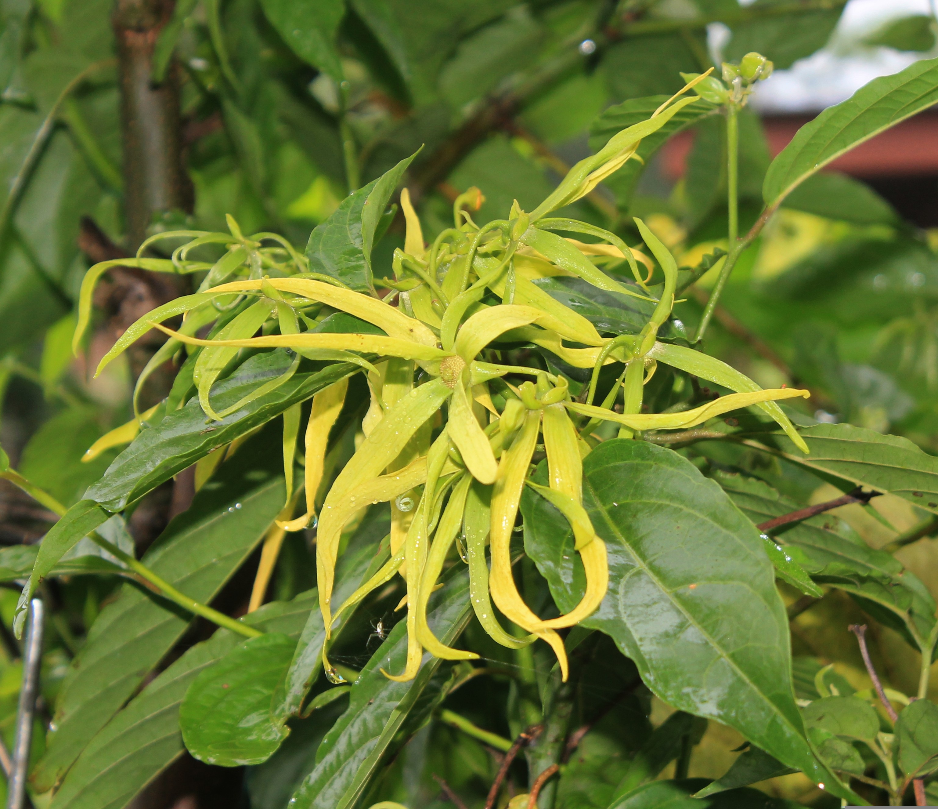 mayapujiati-ylang-ylang-flower-1118057.jpg