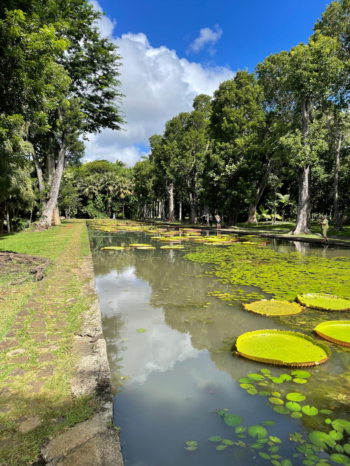 Botanical Garden Port Louis Mauritius III.jpeg