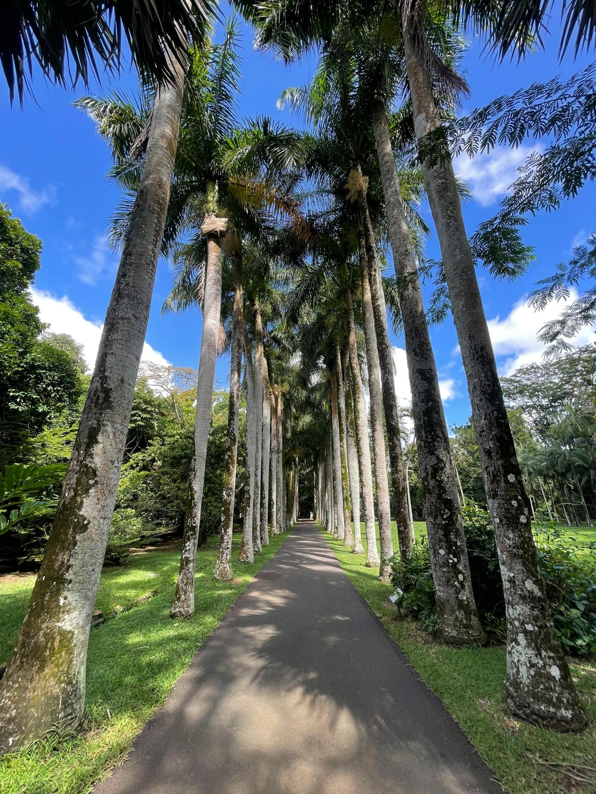 Botanical Garden Port Louis Mauritius II.jpeg