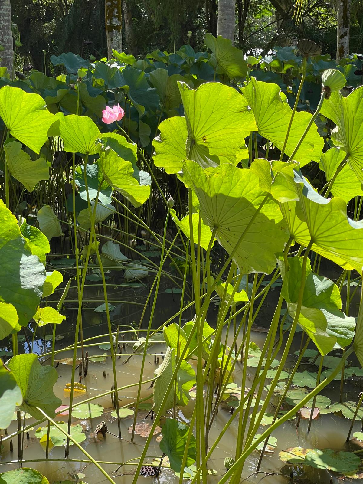 Botanical Garden Port Louis Mauritius.jpeg